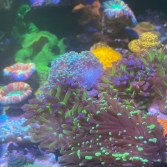 ゆらゆら系サンゴ、ナガレハナ、ハナサンゴフラグ