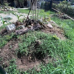 庭土あげます。の画像