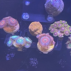 マメスナUSやワイルドなど色々の画像