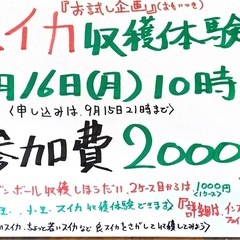 スイカ収穫体験 Part2