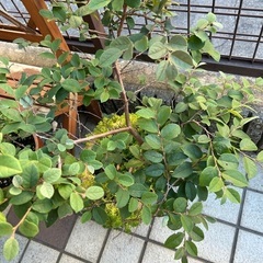 紅トキワマンサク
