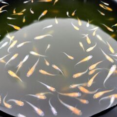 メダカ　紅白ラメ　若魚　　めだか
