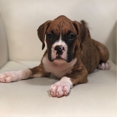 オーナー募集中‼️ボクサー‼️中型犬‼️ペット　愛犬　ブリーダー...