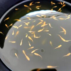 メダカ　皇帝ラメ　若魚　　めだか