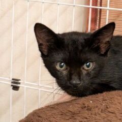 黒猫を探しています｡