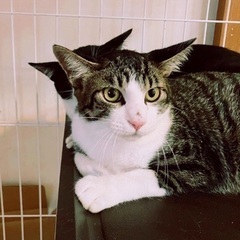 🍀9月15日(日)🍀すみれペットクリニック様にて『立川地域猫の会...
