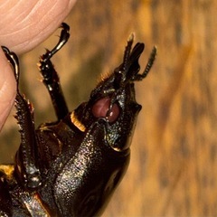 ◆即ブリ・ 国産オオクワガタ「紅・シルバー血統❶ 」♂♀ペア　レッドアイ　赤眼◆の画像
