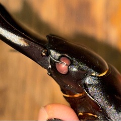 ◆即ブリ・ 国産オオクワガタ「紅・シルバー血統❶ 」♂♀ペア　レッドアイ　赤眼◆の画像