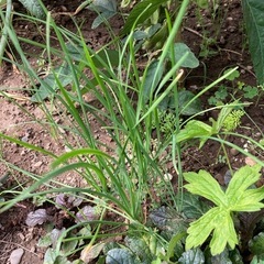 ニラ　野菜の苗　無農薬野菜