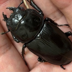 ◆即ブリ・ 国産オオクワガタ「紅・シルバー血統❶ 」♂♀ペア　レッドアイ　赤眼◆の画像