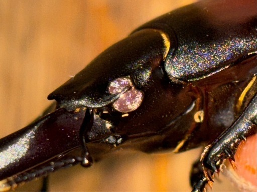 ◆国産オオクワガタ「オリオン」♂♀ペア　レッドアイ　赤眼　新成虫◆
