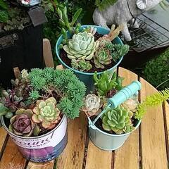 ウォーキングの会 (緑化センター)