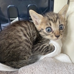 子猫ちゃんを保護しました。