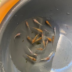 王華