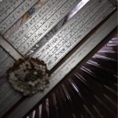 茨城県の害獣、害虫駆除ならお任せを - 結城市