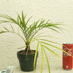 フェニックスの画像