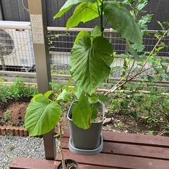 再募集。右側のみです フィカス　ウンベラータ　鉢　観賞用植物　どちらか一つのお値段です。の画像