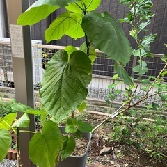 再募集。右側のみです フィカス　ウンベラータ　鉢　観賞用植物　どちらか一つのお値段です。の画像