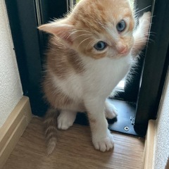 愛猫がとっても可愛いい子猫を産みました。蒼くて魅力的な目をしています。
