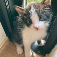 愛猫がとっても可愛いい子猫を産みました。蒼い目をした癒し系の子猫です。