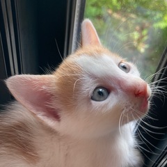 愛猫がとっても可愛いい子猫を産みました。蒼くて魅惑的な目をしています。