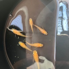 【取引中】組み合わせ自由 メダカ 稚魚 10匹セット 500円の画像