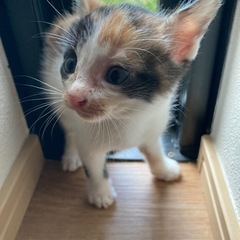 愛猫がとっても可愛いい子猫を産みました。蒼い目をしています。