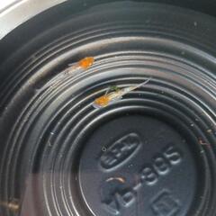 9/15めだか販売の画像