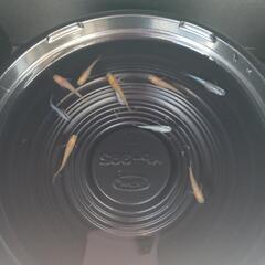 9/15めだか販売の画像