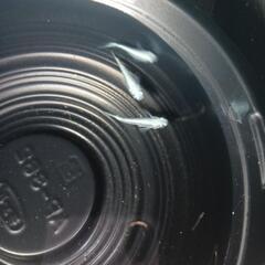 9/15めだか販売の画像