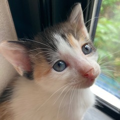 愛猫がとっても可愛いい子猫を産みました。よろしくお願いいたします。