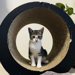 成長中の美猫ガールズ全員♀️１匹でも可能です。 - 猫