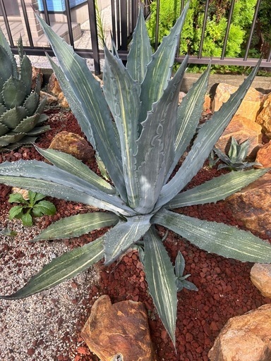 アガベ　アメリカーナ　縞斑