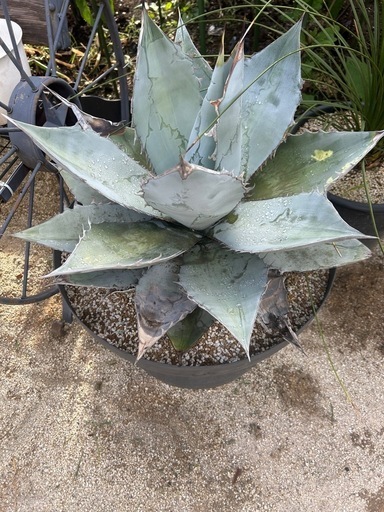 アガベ　ホワイトアイス