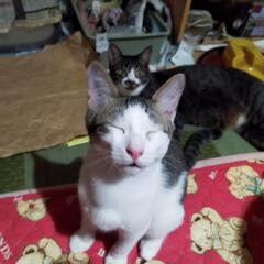 4月30日産まれの子猫の里親募集中［福岡県内］ - 小郡市
