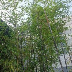 竹の木の画像