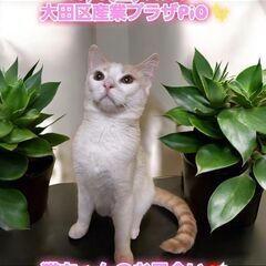 10/6(日)譲渡会。生後７か月足長マンチカン♂(⋈◍＞◡＜◍)。✧♡