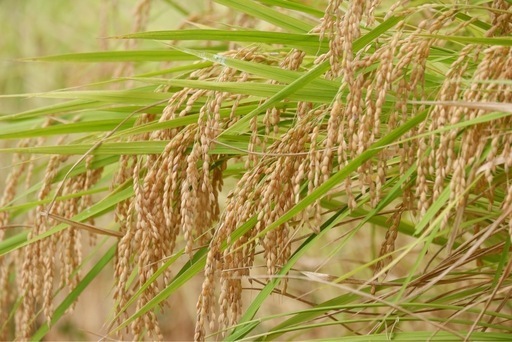 令和6年産コシヒカリ玄米30キロ、色選選別してお渡しします。