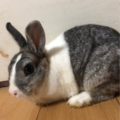 パウちゃんうさぎ