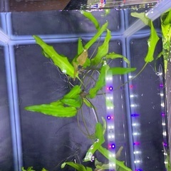 おそらく、クリプトコリネ　ウェンティグリーンだと思いますの画像
