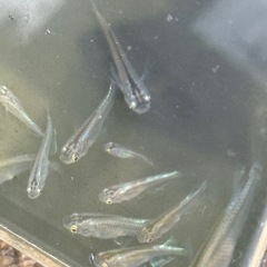 取引中🌟カブキめだか🌟選外🐟まとめて❗️