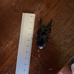 ヒラタクワガタ 2