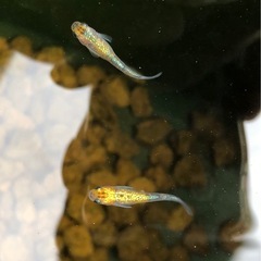 めだか　　　　の画像
