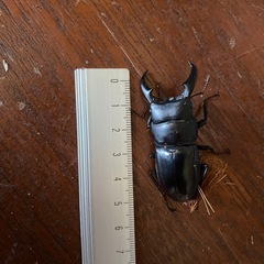 ヒラタクワガタ　4