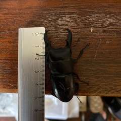 ヒラタクワガタ　5