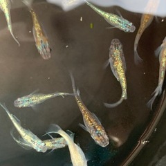 ラメメダカ 20匹程度