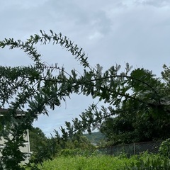 こちら決まりました！樹木　ミモザ　アカシア　