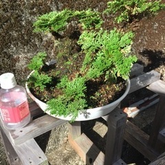 岩松（イワヒバ）1の画像