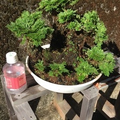 岩松（イワヒバ）1の画像