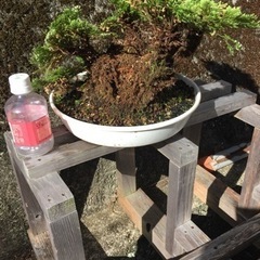 岩松（イワヒバ）1の画像